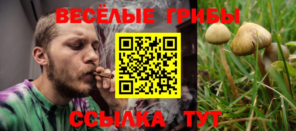 Псилоцибиновые грибы Psilocybine cubensis Санкт-Петербург